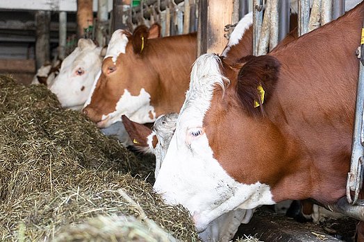 The cows visibly enjoy the taste of the quality silage.