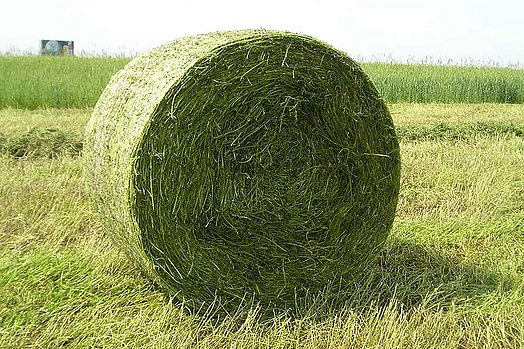 Round bales of grass silage