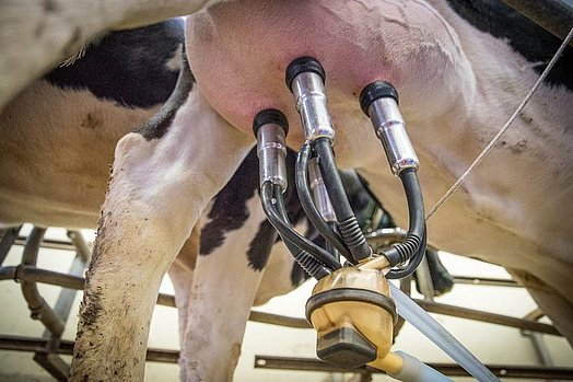 Het moment van maaien moet in verband met het hebben van dieren goed doordacht zijn.