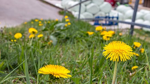 The farm is the family