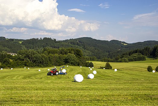 Les balles sont enrubannées directement dans le champ après le pressage.