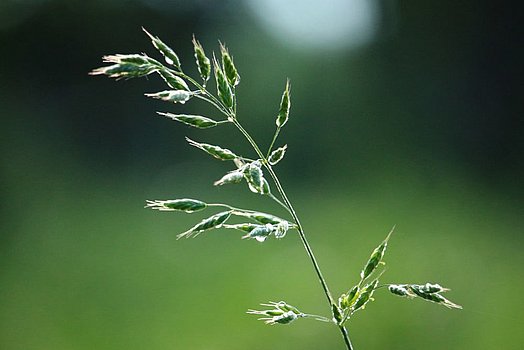Veldbeemdgrassen behoren tot de ondergrassen en beschikken over veel zijscheuten.