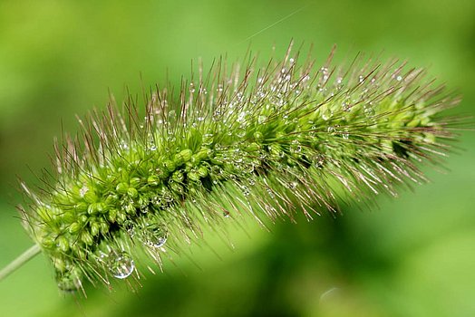 De grote vossenstaart wordt tot de bovengrassen gerekend en is zeer rijk aan ruwe celstof.